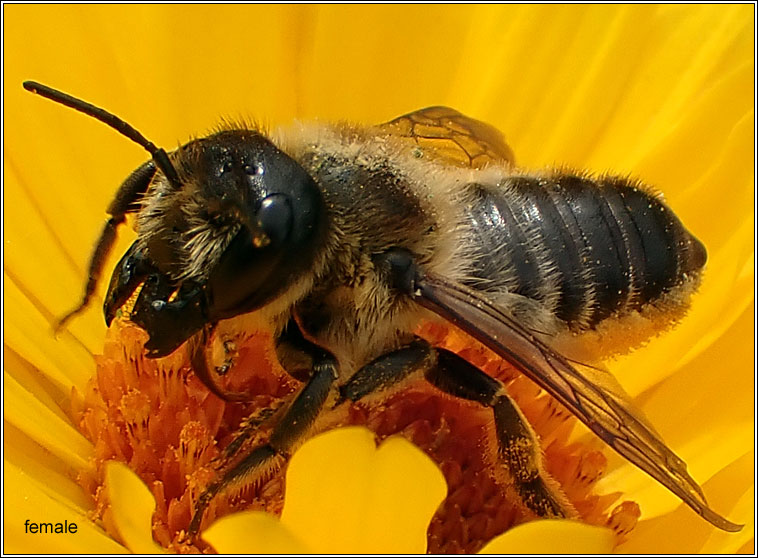 Megachile ligniseca
