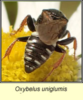 Oxybelus uniglumis