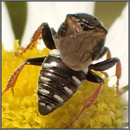 Oxybelus uniglumis