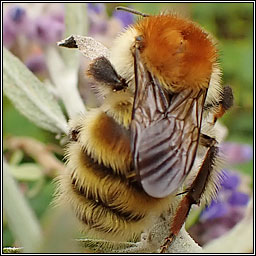 Bombus humilis, Brown-banded Carder bee