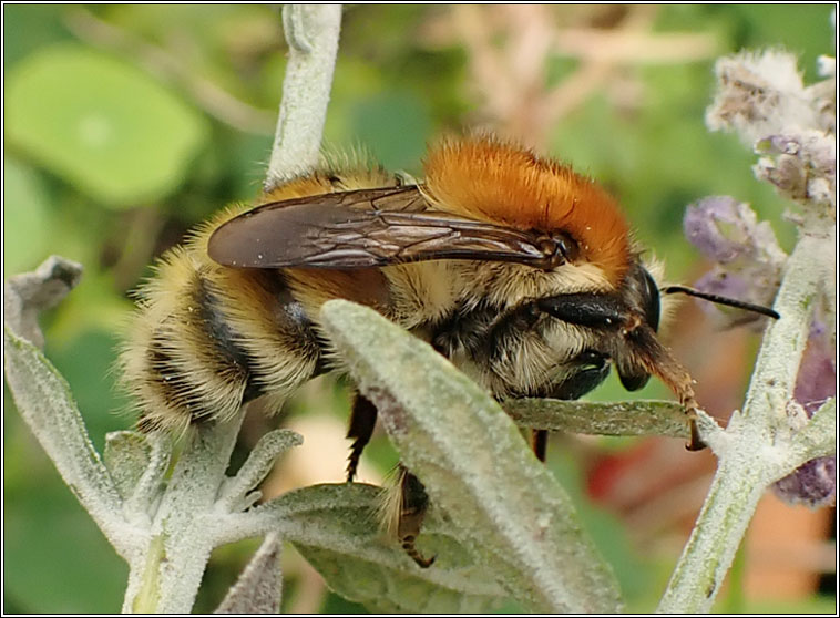 Bombus humilis, Brown-banded Carder bee