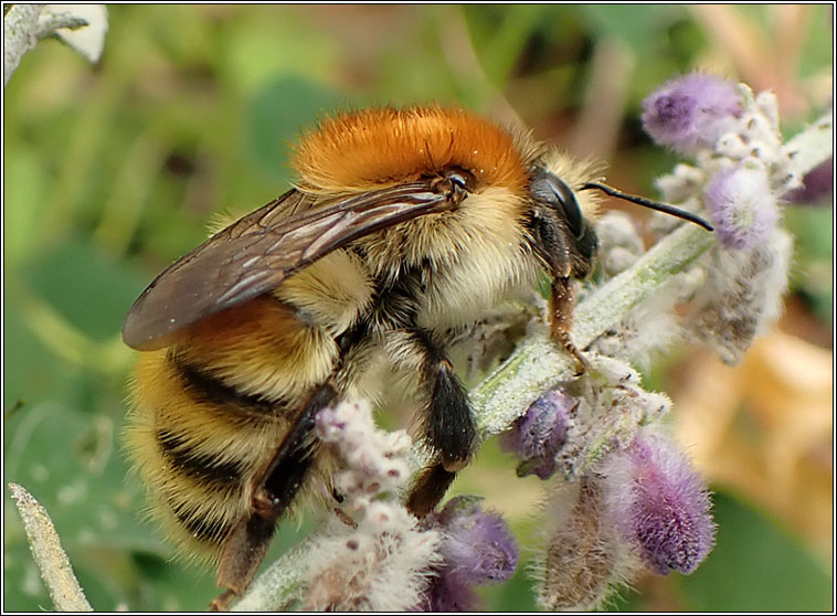 Bombus humilis, Brown-banded Carder bee