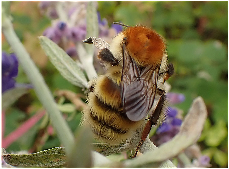 Bombus humilis, Brown-banded Carder bee