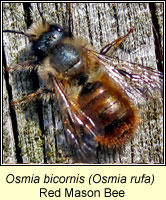 Osmia bicornis, Red Mason Bee