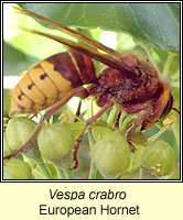 Vespa crabro, Hornet