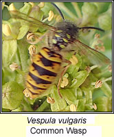 Vespula vulgaris, Common Wasp