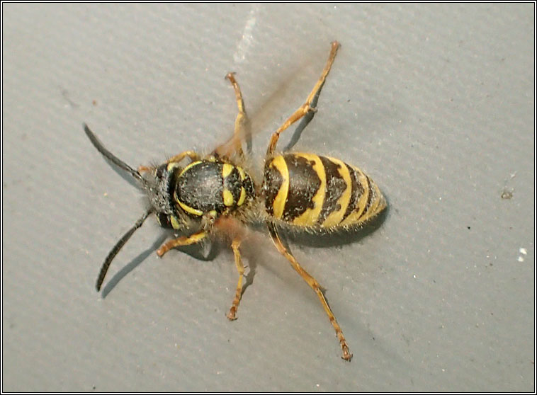 Common Wasp, Vespula vulgaris