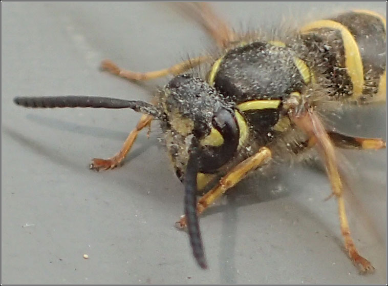 Common Wasp, Vespula vulgaris