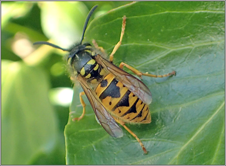 German Wasp, Vespula germanica