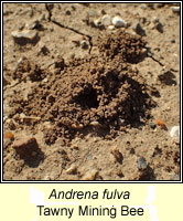 Andrena fulva, Tawny Mining Bee
