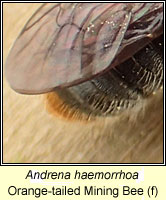 Andrena haemorrhoa, Orange-tailed Mining Bee / Early Mining Bee