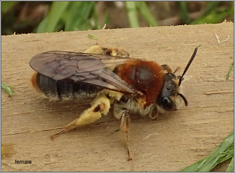Andrena haemorrhoa, Orange-tailed Mining Bee
