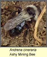 Andrena cineraria, Ashy Mining Bee