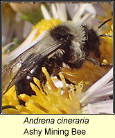 Andrena cineraria, Ashy Mining Bee
