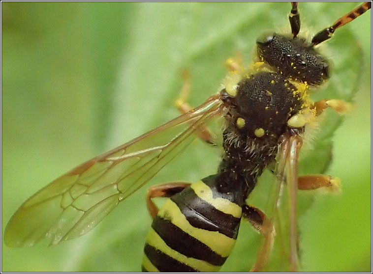 Nomada goodeniana, Gooden's Nomad Bee