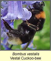 Bombus vestalis, Vestal Cuckoo-bee