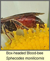 Sphecodes monilicornis, Box-headed Blood-bee