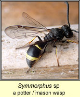 Symmorphus sp, a potter or mason wasp