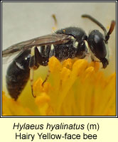 Hylaeus hyalinatus, Hairy Yellow-face Bee