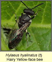 Hylaeus hyalinatus, Hairy Yellow-face Bee