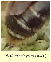 Andrena chrysosceles