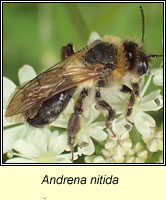 Andrena nitida