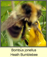 Bombus jonellus, Heath Bumblebee