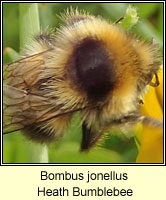 Bombus jonellus, Heath Bumblebee