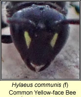 Hylaeus communis, Common Yellow-face Bee