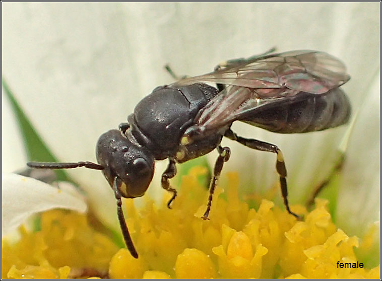 Hylaeus communis, Common Yellow-face Bee