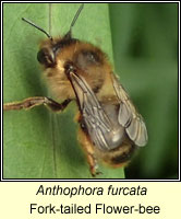 Anthophora furcata, Fork-tailed Flower-bee