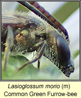 Lasioglossum morio, Common Green Furrow-bee