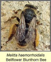 Melitta haemorrhoidalis, Bellflower Blunthorn Bee