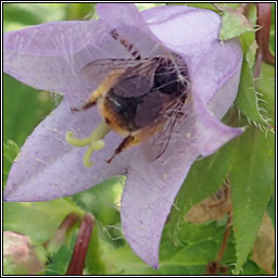 Melitta haemorrhoidalis, Bellflower Blunthorn Bee