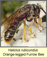 Halictus rubicundus, Orange-legged Furrow Bee