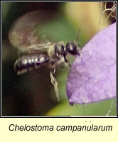 Chelostoma campanularum