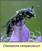Chelostoma campanularum