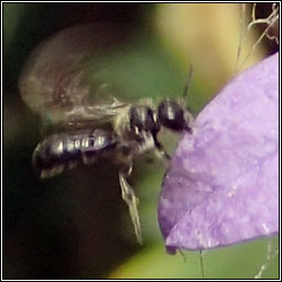 Chelostoma campanularum, Harebell Carpenter bee