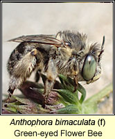 Anthophora bimaculata, Green-eyed Flower Bee