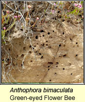 Anthophora bimaculata, Green-eyed Flower Bee