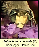 Anthophora bimaculata, Green-eyed Flower Bee