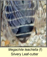 Megachile leachella, Silvery Leaf-cutter