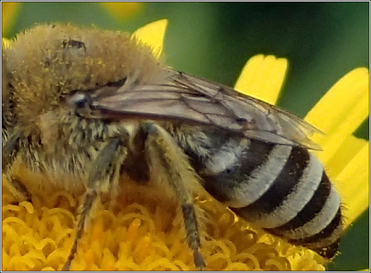 Colletes fodiens, Hairy-saddled Mning Bee