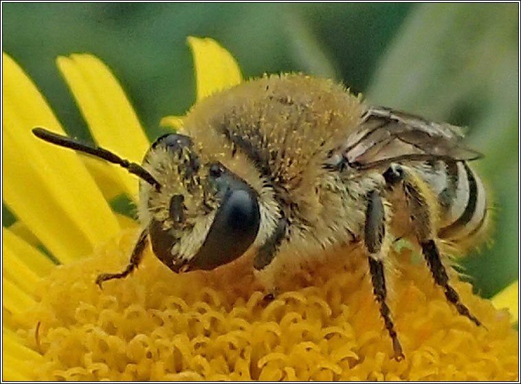 Colletes fodiens, Hairy-saddled Mning Bee