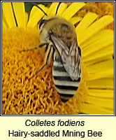 Colletes fodiens