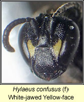 Hylaeus confusus, White-jawed Yellow-face