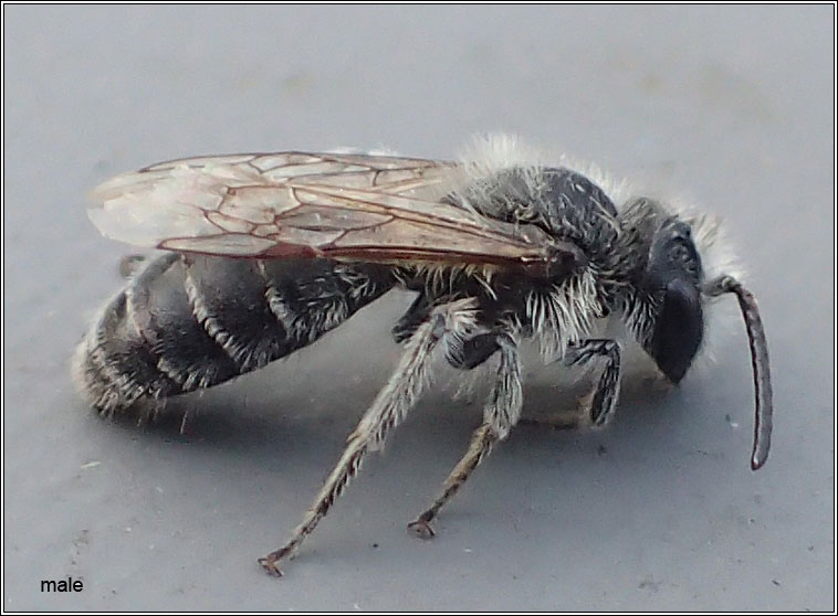 Andrena ovatula, Small Gorse Mining Bee