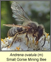 Andrena ovatula, Small Gorse Mining Bee