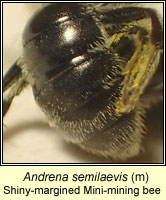 Andrena semilaevis, Shiny-margined mini-mining bee