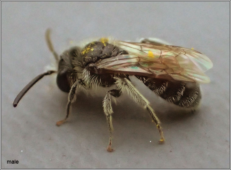 Andrena semilaevis, Shiny-margined Mini-mining bee